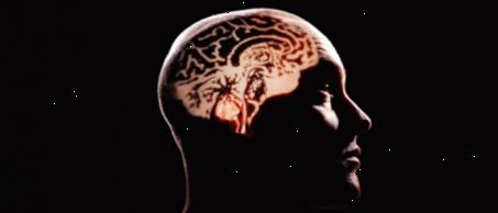 Gehirn und Nervensystem Fakten