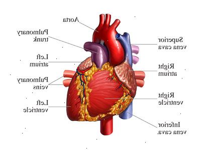 Wie das Herz funktioniert. Wie funktioniert das Herz?